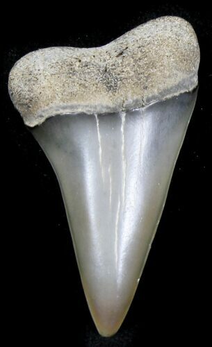 Fossil Mako Tooth - Maryland #29934